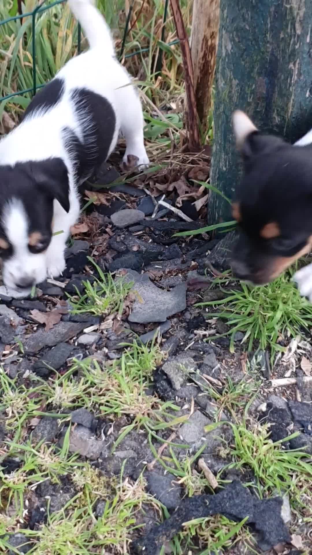 Jack Russel Terriër honden te koop: Zuiver gefokte JACK RUSSELTJES ruw + Broken + glad - Video 2