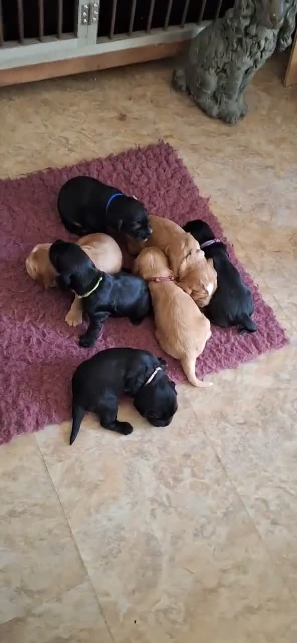 Engelse Cocker Spaniel honden te koop: Engelse cockerspaniel pup vrouwelijk - Video 1