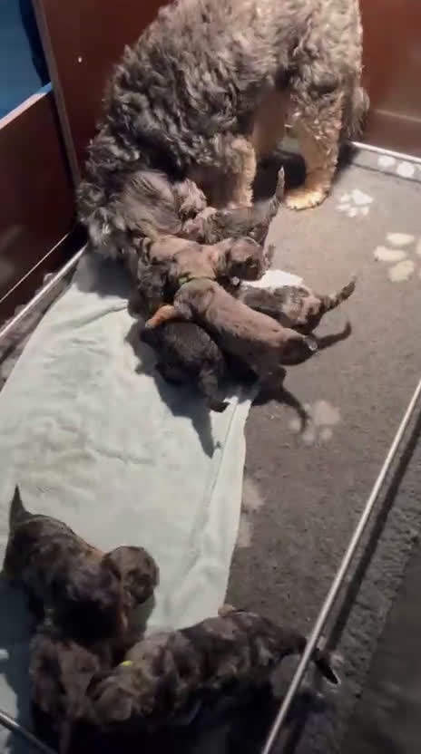 Labradoodle honden te koop: Knuffelhondjes - Video 1