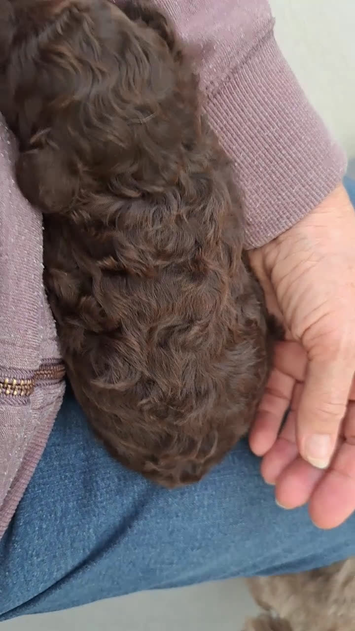 Shihpoo honden te koop: Choco shihpoo puppy teefje x toypoedel - Video 3