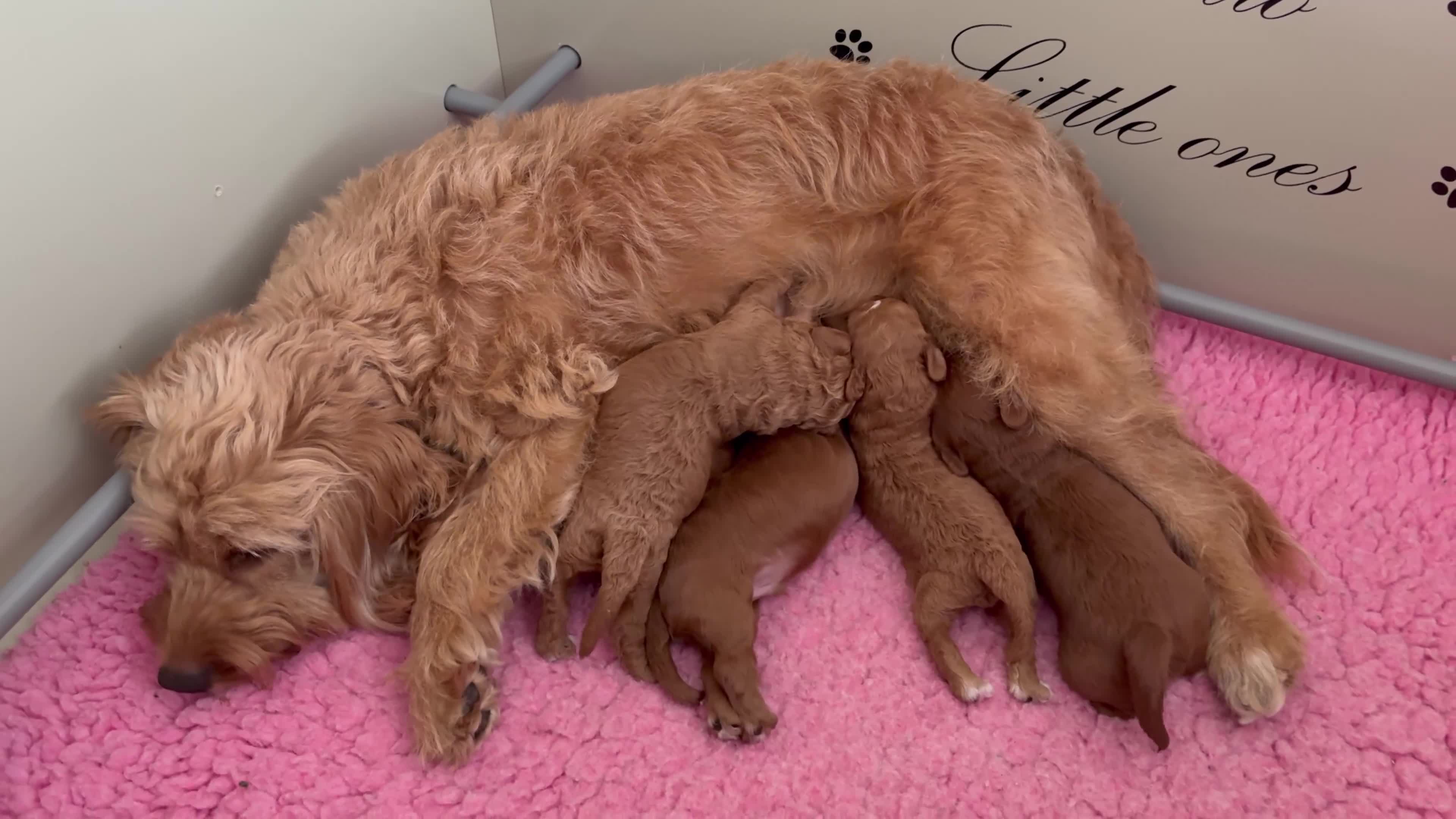 Cockapoo honden te koop: Cockapoo pups in Wanroij - Video 1