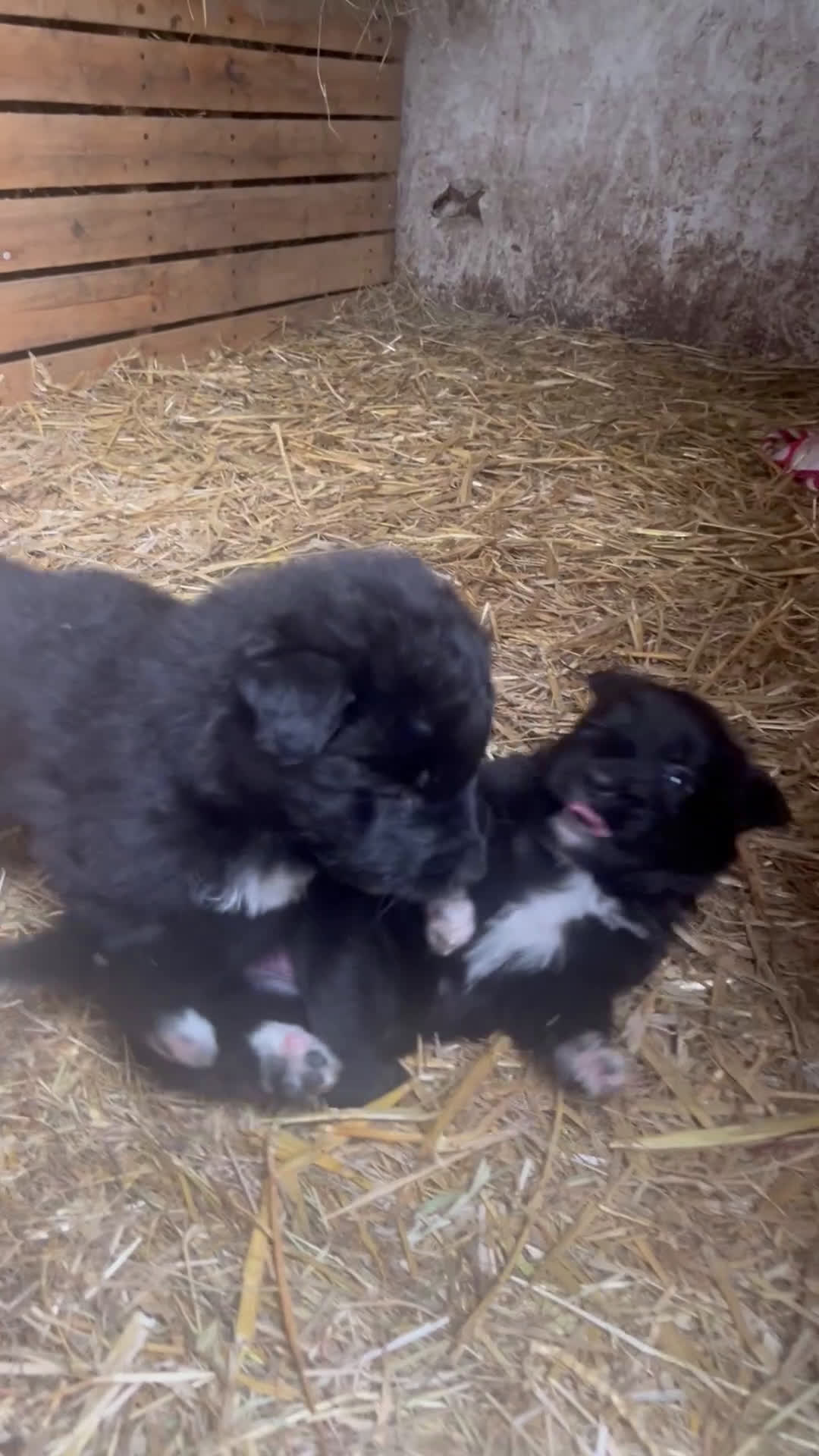 Kruising honden te koop: Lieve duitse herder x border collie pups - Video 1