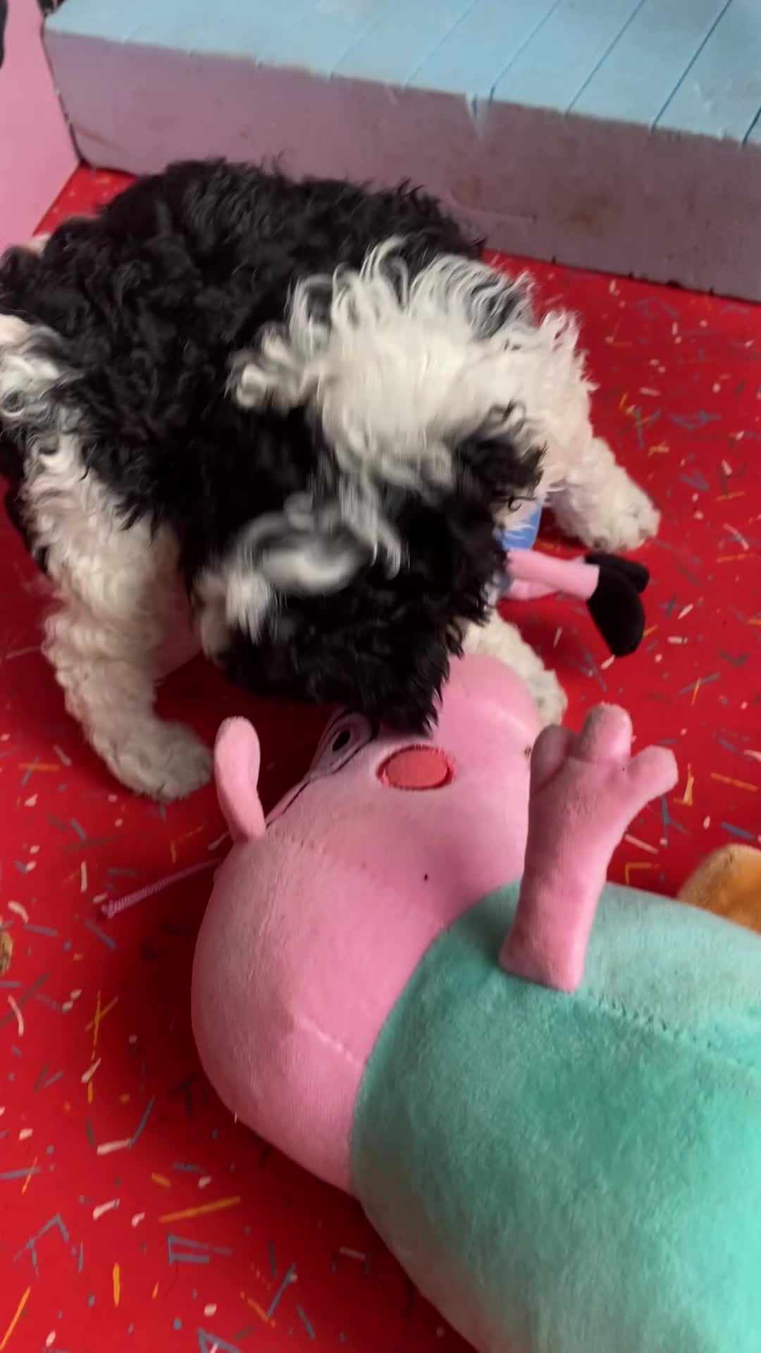 Dwergpoedel honden te koop: Dwergpoedel harlekijn zwart/wit  - Video 2