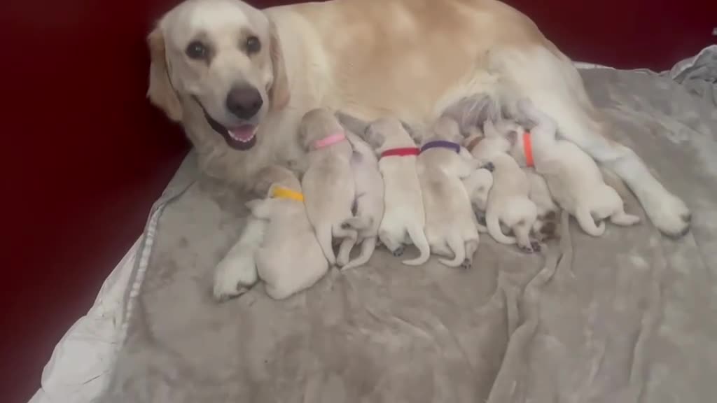 Golden Retriever honden te koop: Goldenretriever pups in Ewijk - Video 1