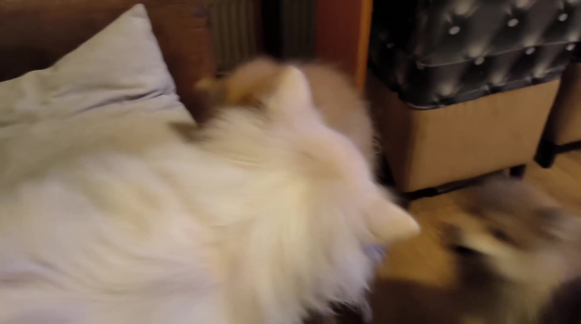 Kruising honden te koop: 4 Prachtige Keeshond/Pomeriaan pups (Oranje-Sabel) in Den Haag - Video 5