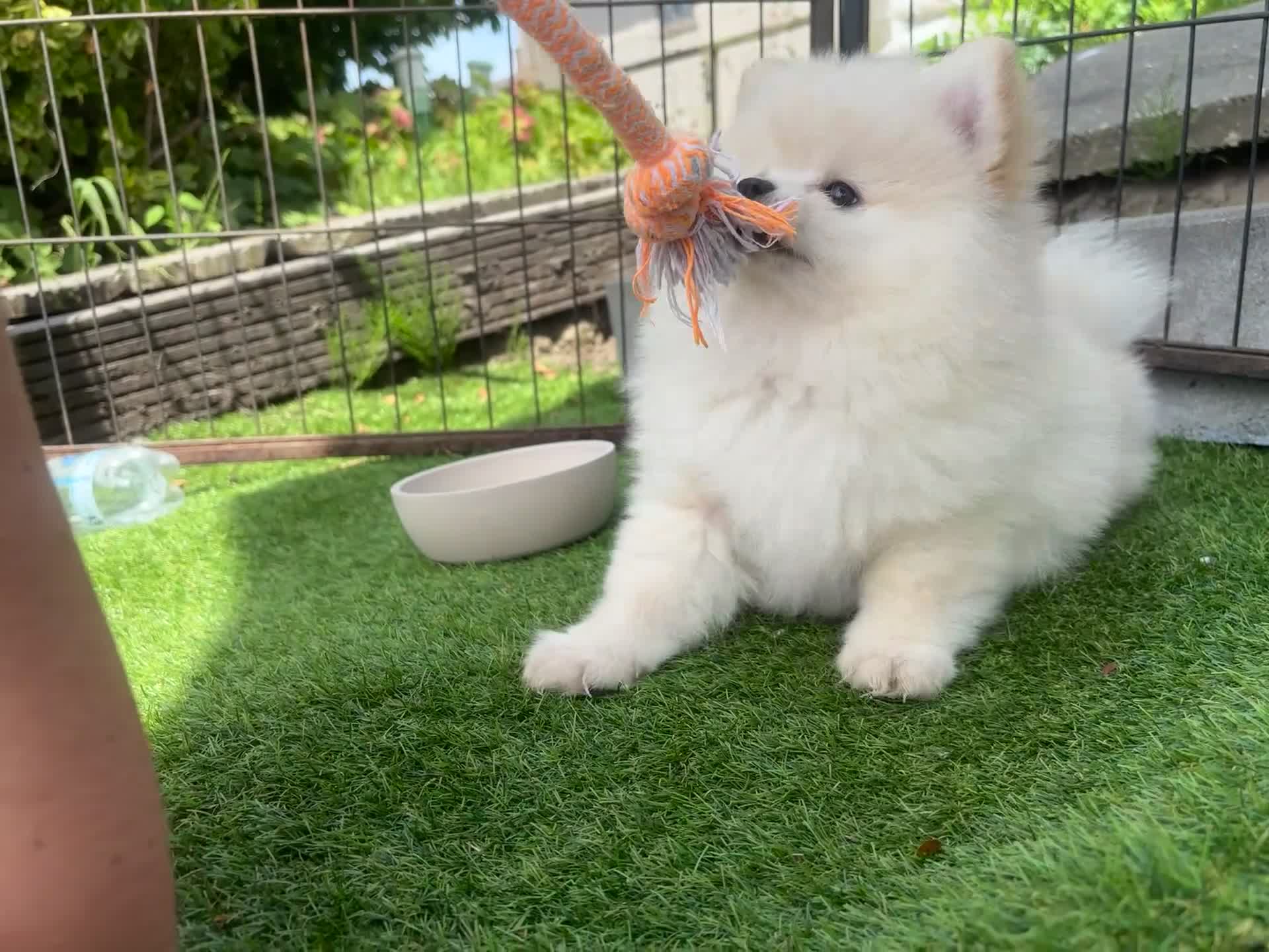 Kruising honden te koop: Pomeriaan pups - Video 1