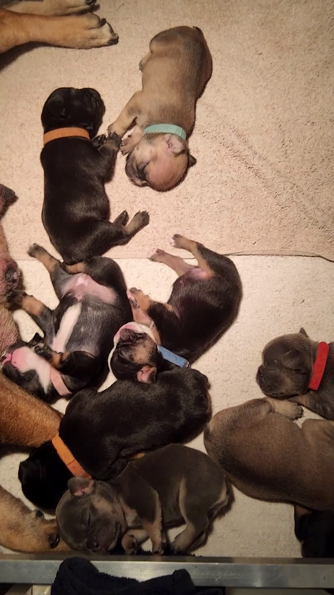 Franse Bulldog honden te koop: Fr bulldog puppy's uit geteste ouders - Video 3