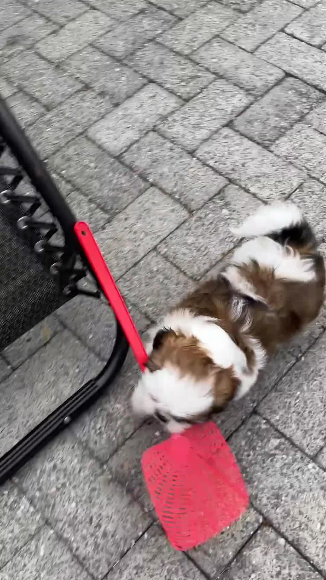 Shih Tzu honden te koop: Nog 1 teefje beschikbaar  - Video 1