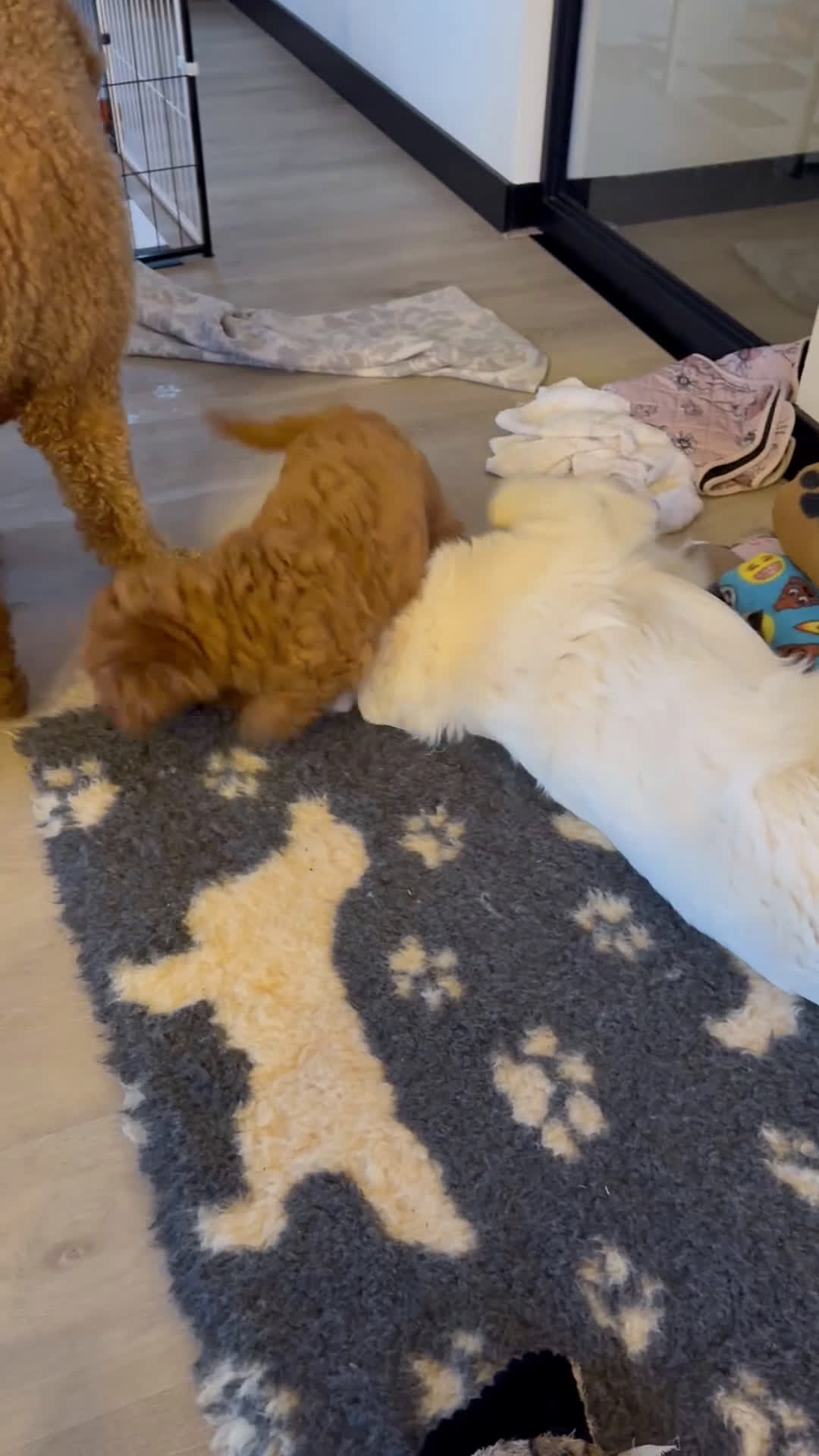 Goldendoodle honden te koop:  Prachtige F3 Doodle Pups van Roos & Sem - Video 1