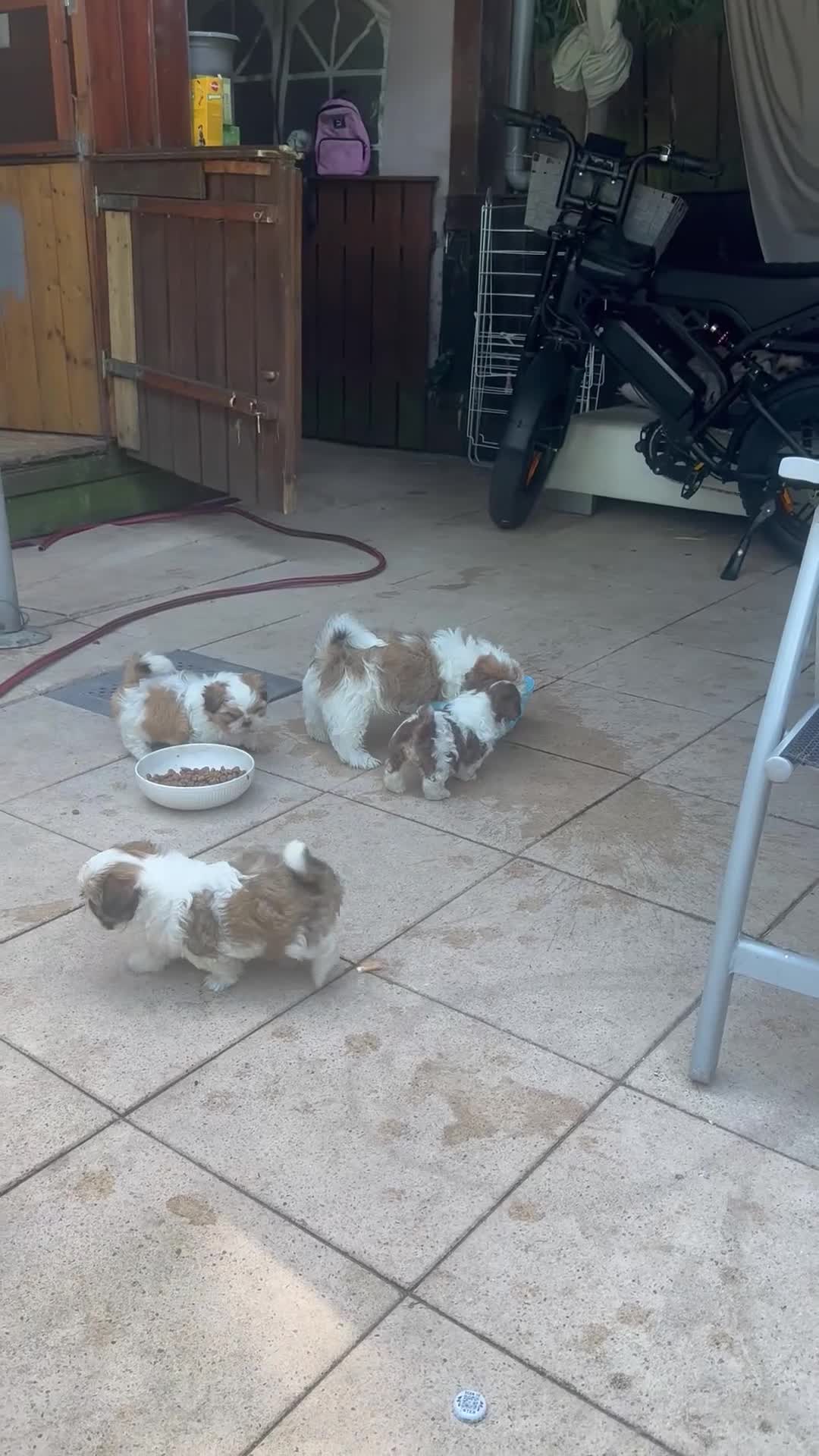 Shih Tzu honden te koop: drie raszuivere reutjes 7 weken oud 🐶 - Video 1