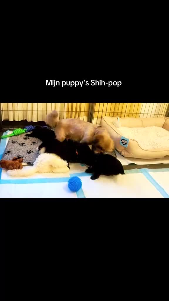 Shihpoo honden te koop: Klein blijvende mini doodle - boom-poo in Oss - Video 1