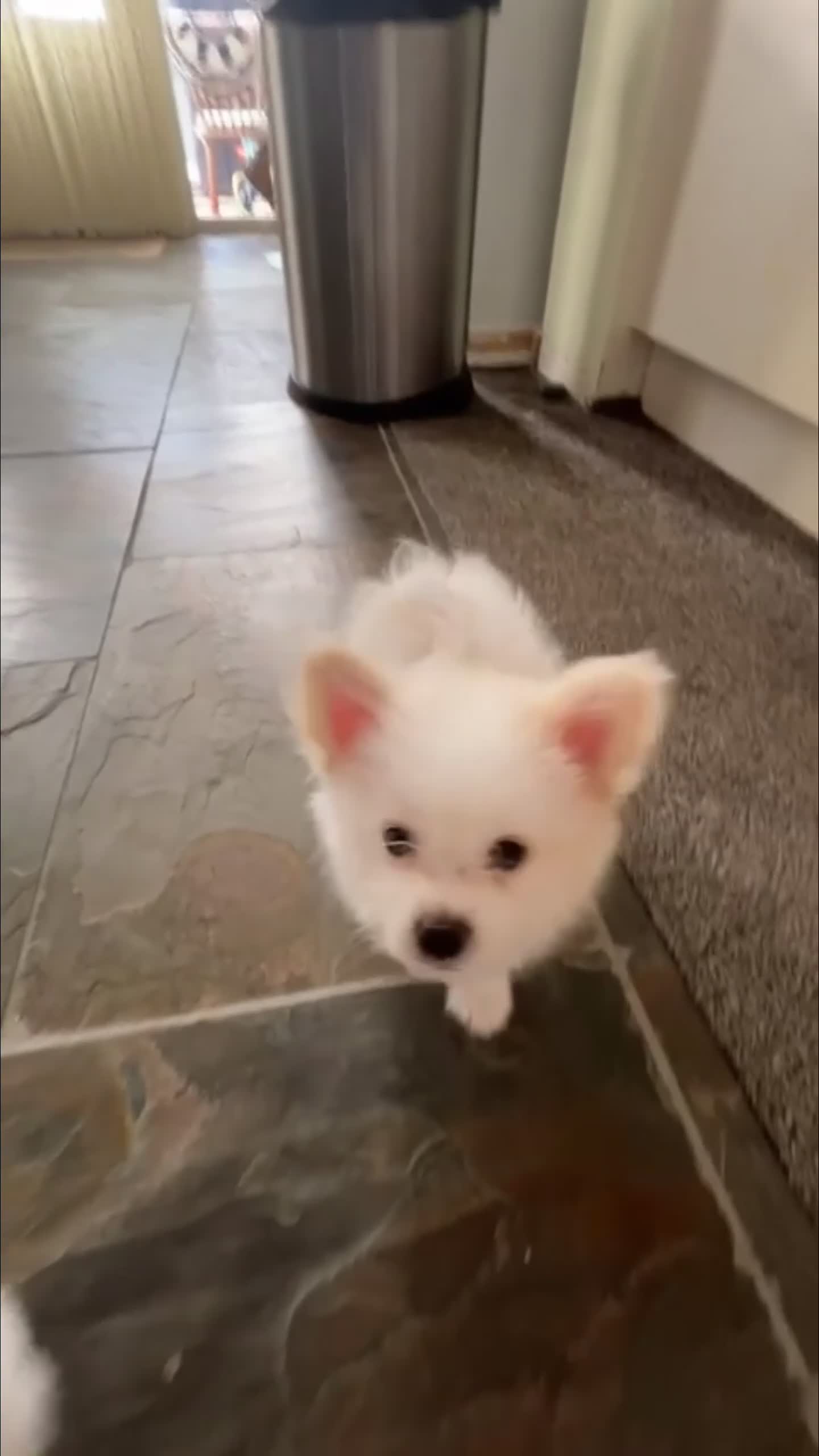 Maltipom honden te koop: Lieve maltipom pup reu  - Video 1