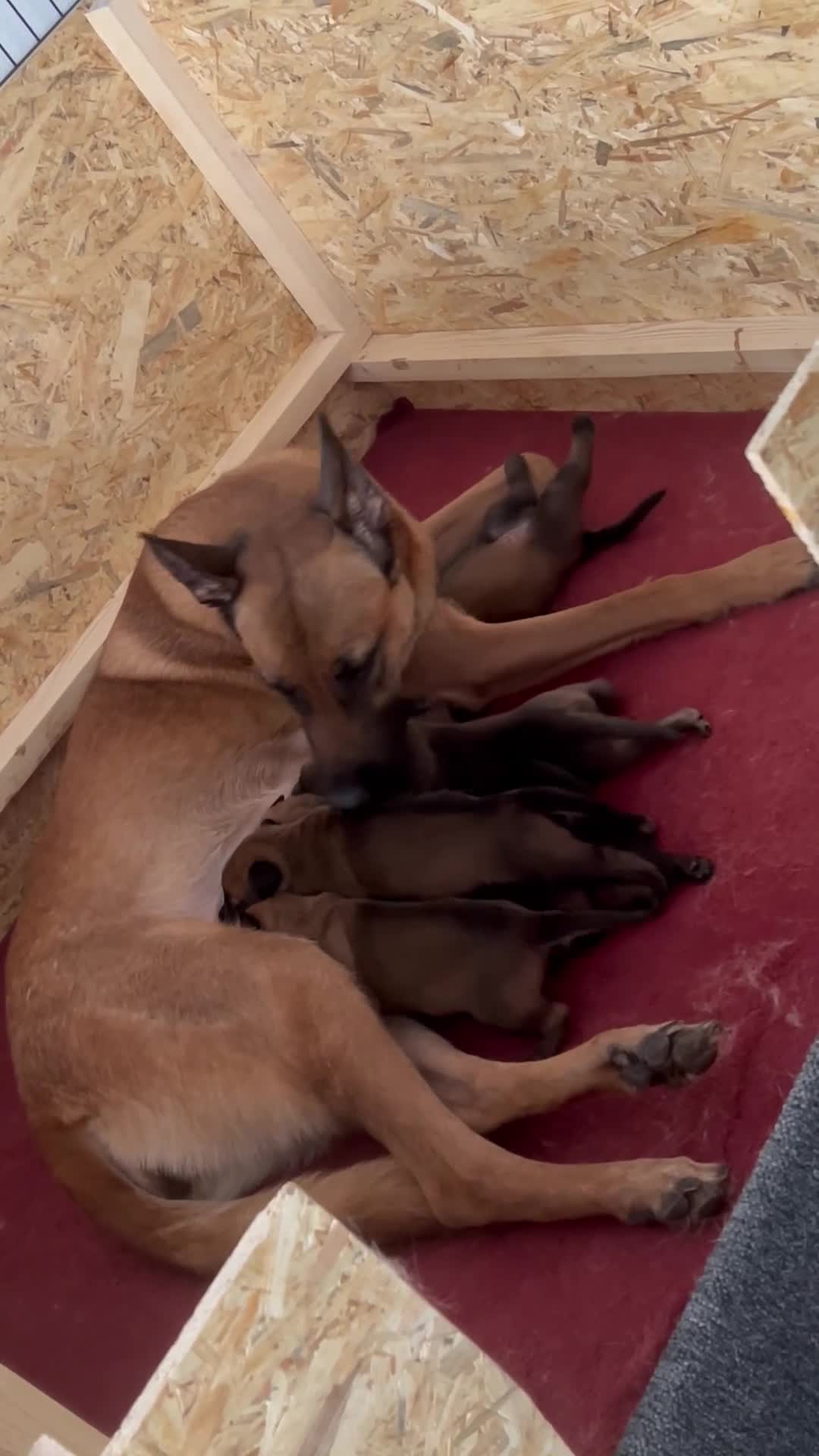 Mechelse Herder honden te koop: 2 Mechelse herder teefjes beschikbaar - Video 4