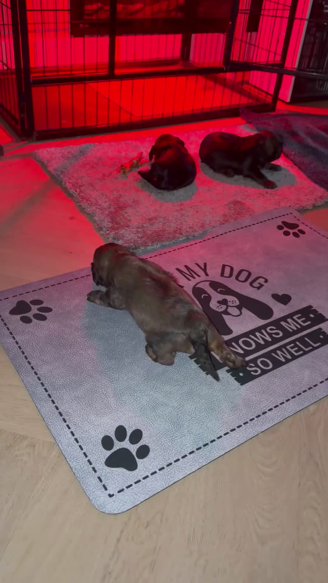 Havanezer honden te koop: Havanezer pup - Video 2