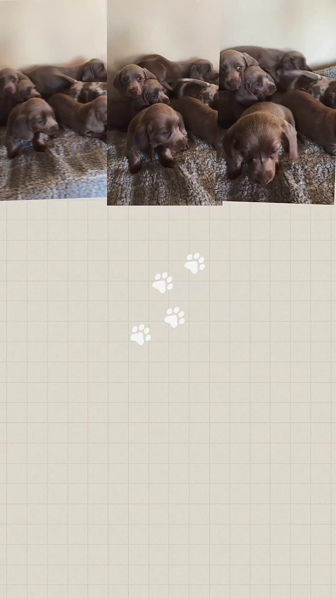 Teckel (korthaar)  honden te koop: Dwerg Merle Teckels pups. - Video 1