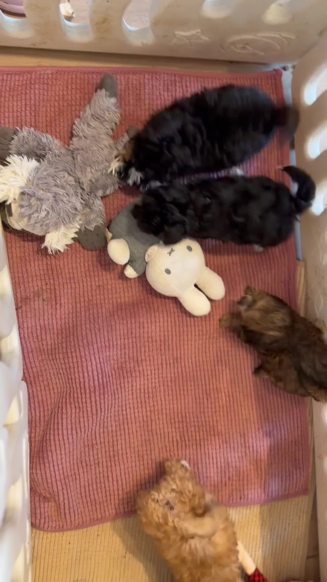 Poedel Toy honden te koop: Drie toy poedel pupjes  - Video 2