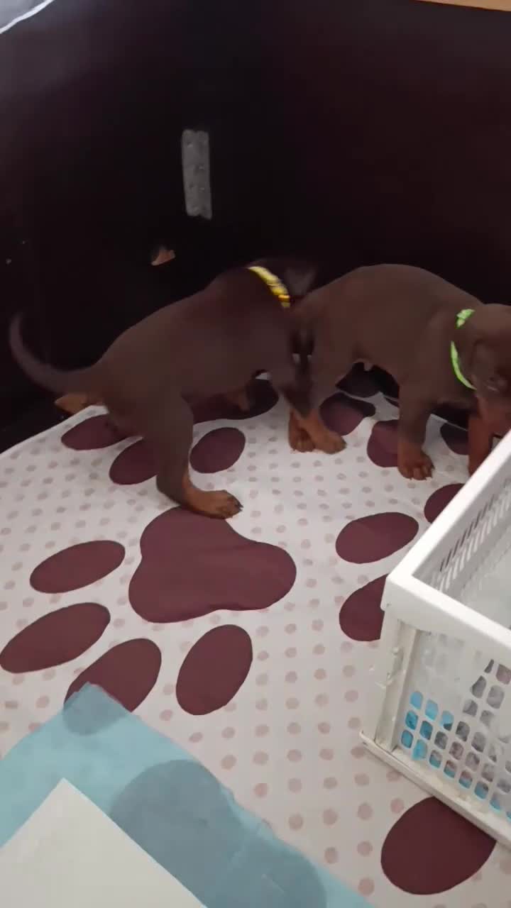Dobermann honden te koop: 3 Dobermann pups  zoeken  een goud mandje  - Video 3
