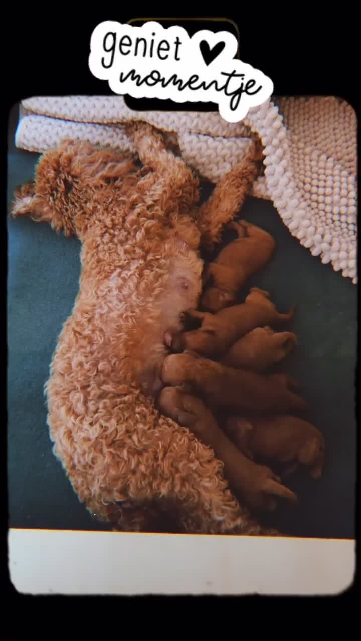 Labradoodle honden te koop: Inschrijving geopend!! Prachtige Toypoedels - Video 1