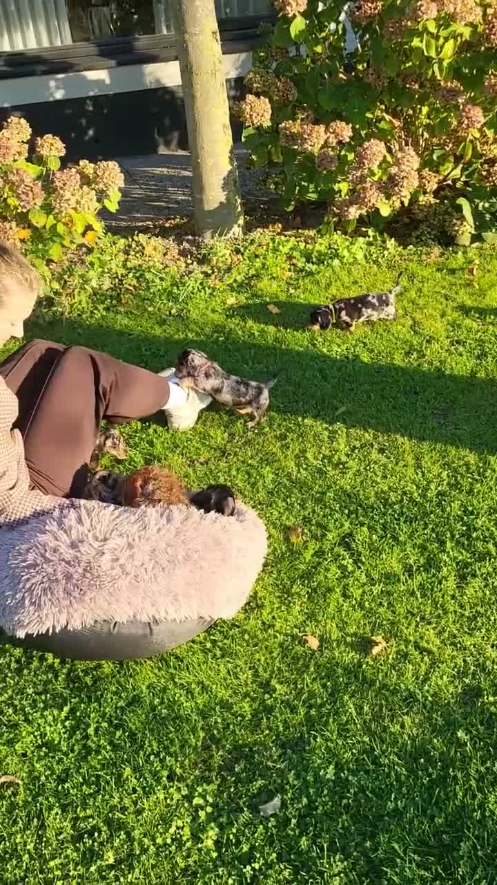 Teckel honden te koop: Superlieve sociale teckelpups zoeken nieuw huis - Video 2