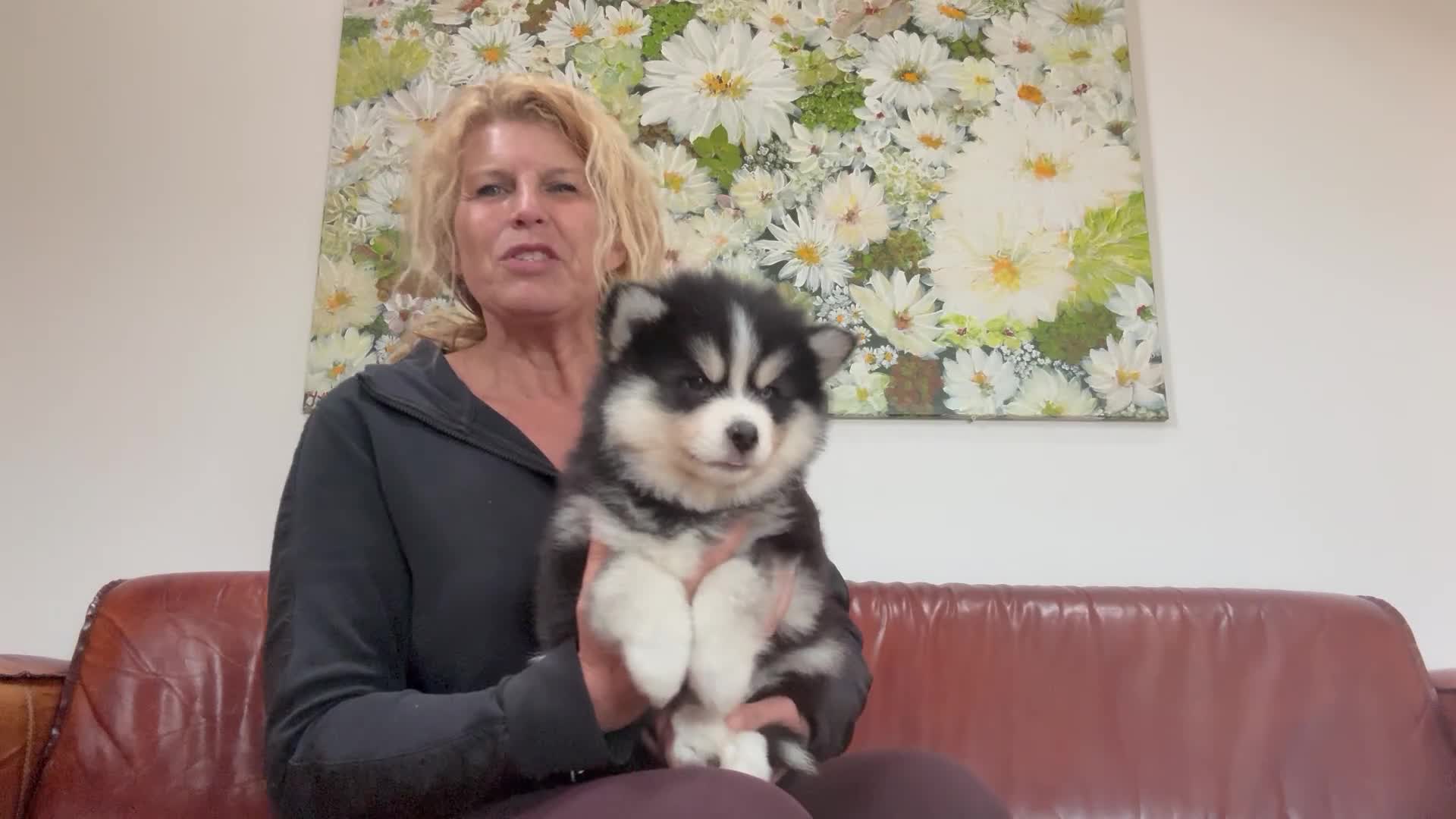 Pomsky honden te koop: Pomsky  - Video 4