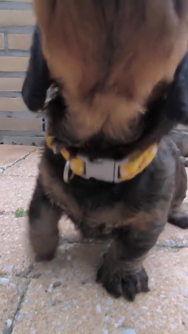 Ruwhaar Teckel honden te koop: Ruwharige teckel pup (standaard) - Video 5
