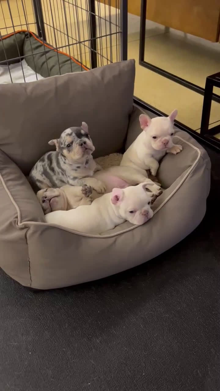 Franse Bulldog honden te koop: 🐶 Prachtige Franse Bulldog pups te koop in Breda - Video 3