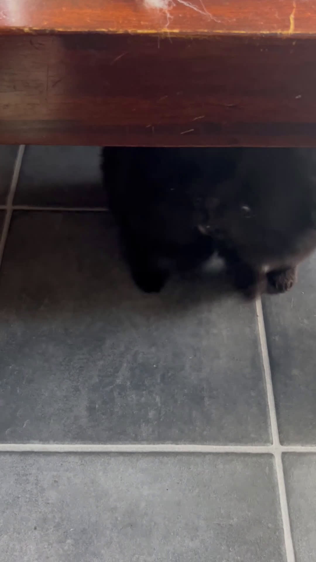 Pomeriaan honden te koop: 3 rui pomeriaan pups te koop - Video 3