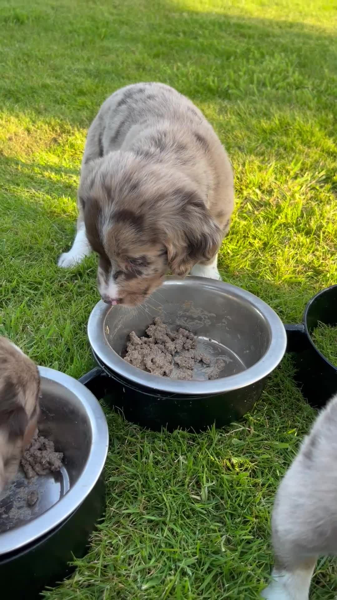 Kruising honden te koop: Prachtige pups Heidewachtel/ Australian Shepperd - Video 1
