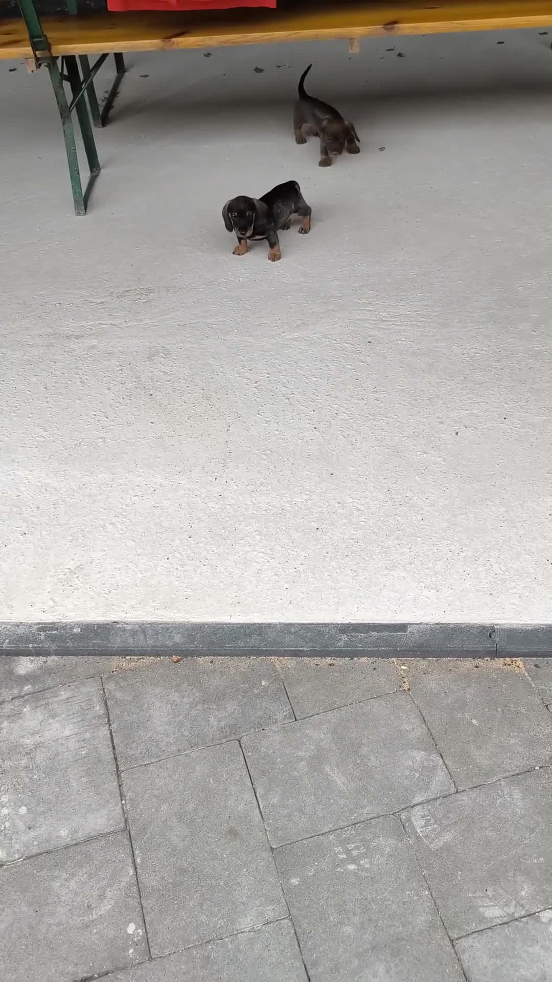 Kruising honden te koop: Twee geweldige teckelpups in Loon op Zand - Video 1