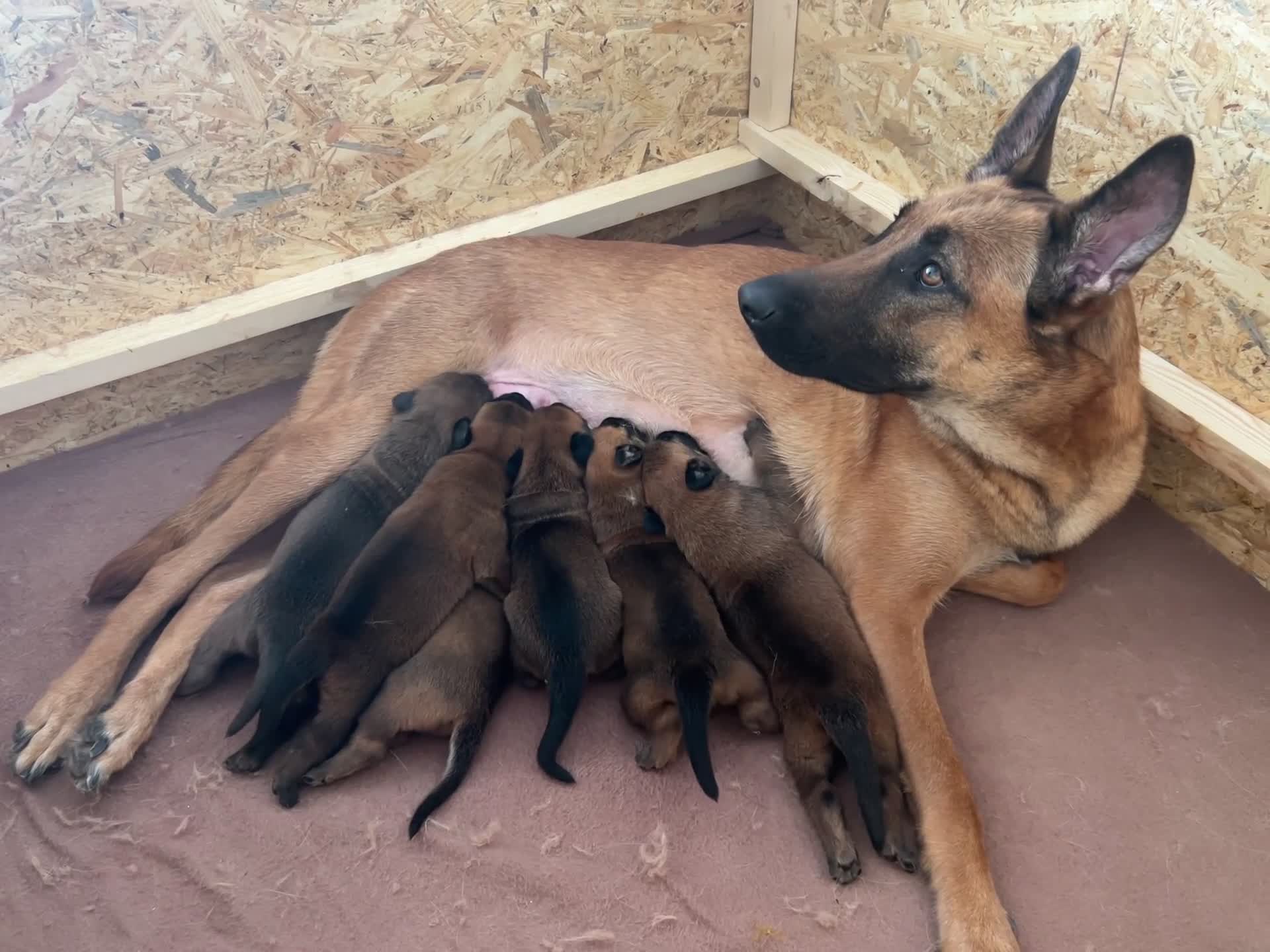 Mechelse Herder honden te koop: 2 Mechelse herder teefjes beschikbaar - Video 3