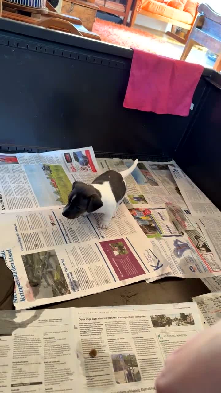 Kruising honden te koop: Lieve mannelijke Jack Russel/teckel pup  - Video 2