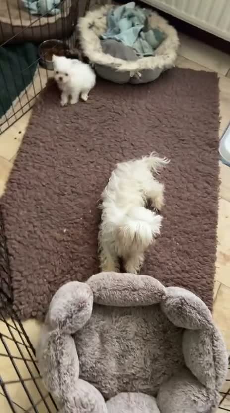 Maltezer honden te koop: Puppy's Reutjes - Video 1
