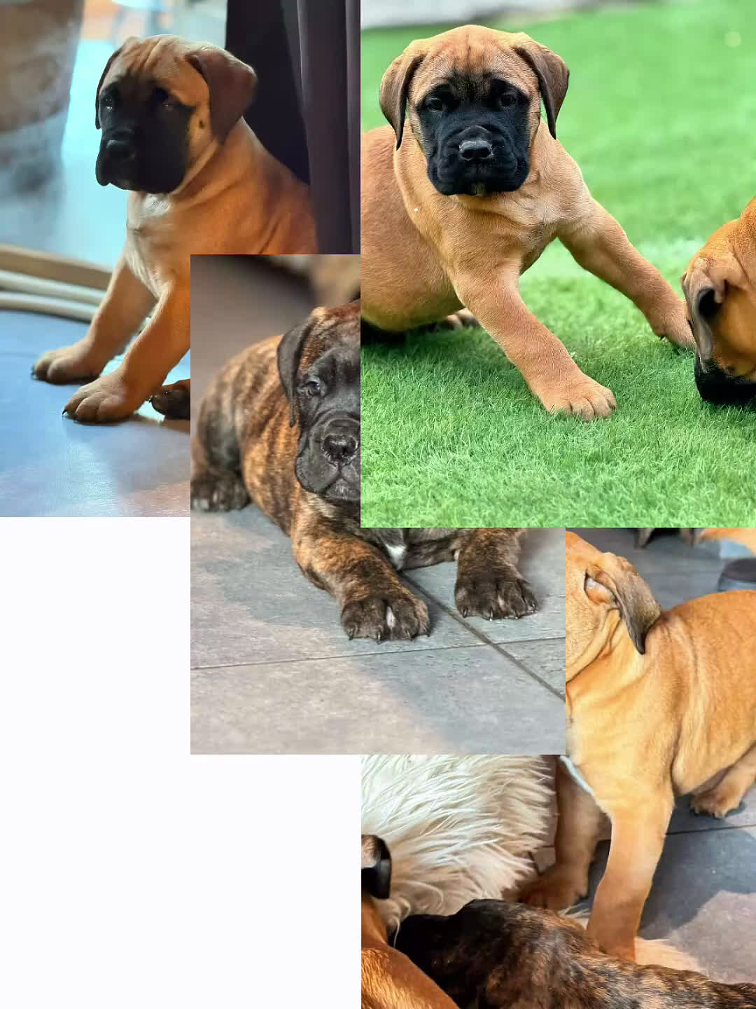 Bullmastiff honden te koop: Bullmastiff  - Video 5