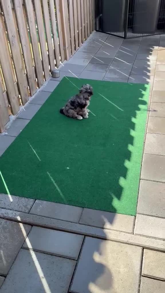 Kruising honden te koop: Prachtige dwerg/toy poedel puppys - Video 1