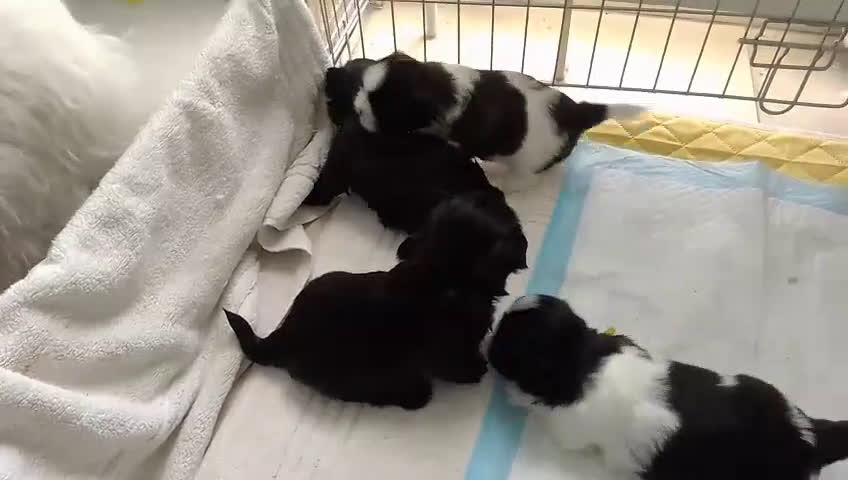 Shih Tzu honden te koop: Shih Tzu puppy's België - Video 3