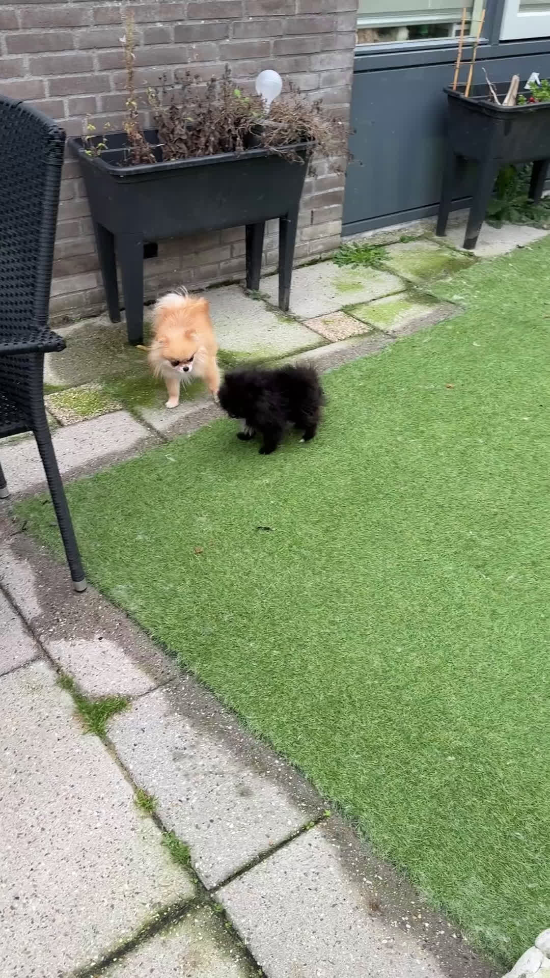 Pomeriaan honden te koop: Pomeriaan teefje - Video 2