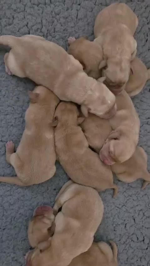 Labrador Retriever honden te koop: 🐾💛Labrador pups met stamboom beschikbaar 💛🐾 - Video 1