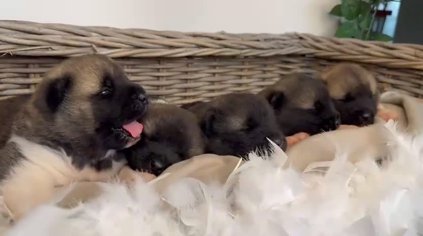 American Akita honden te koop: 🐾 Amerikaanse Akita pups– geboren 5 januari 2026 - Video 1