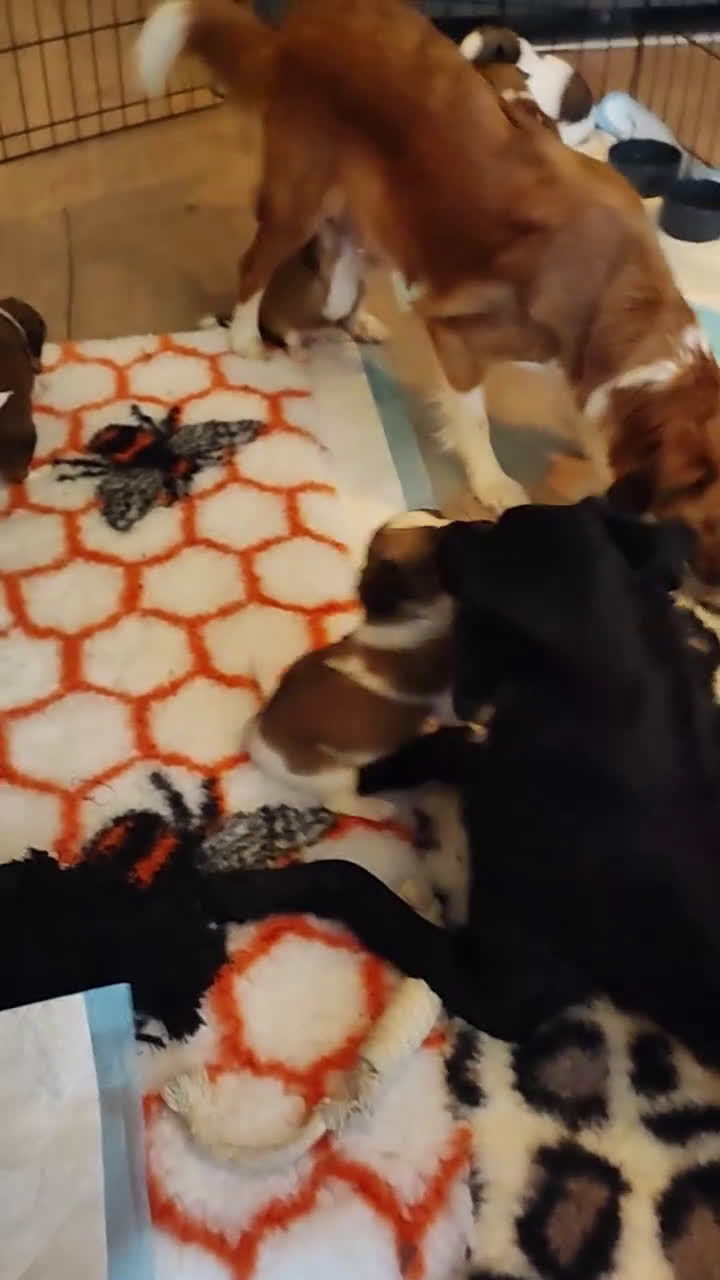 Kooikerhondje honden te koop: 8 week oude kooikerpups op zoek naar warm thuis. - Video 1