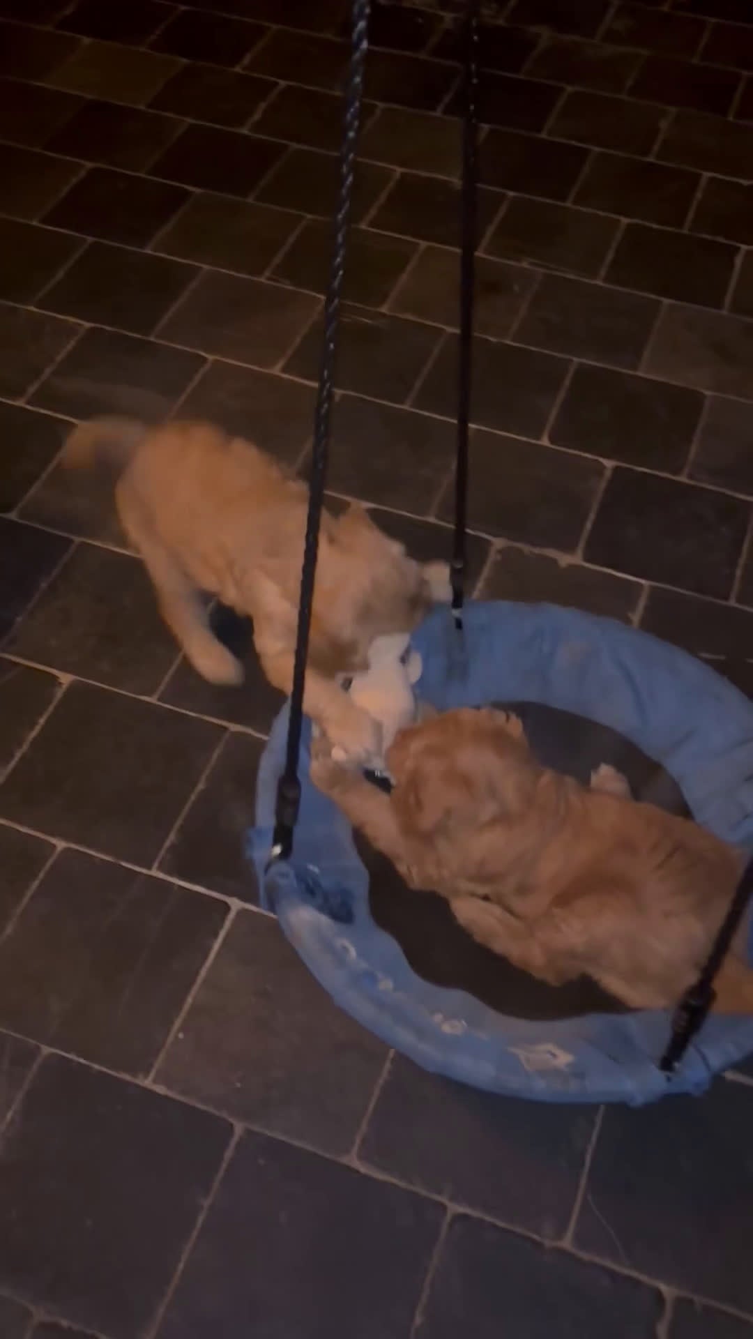 Labradoodle honden te koop: Labradoodle pups medium - Video 1