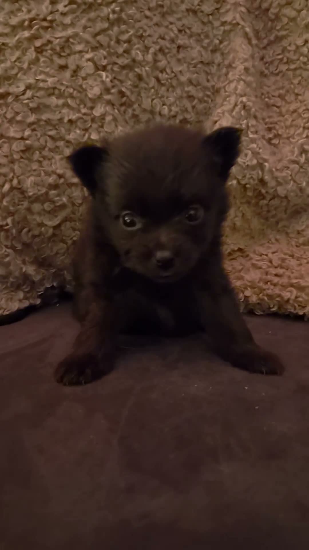Pomeriaan honden te koop: Prachtige dwergkees/pomeranian pups - Video 2