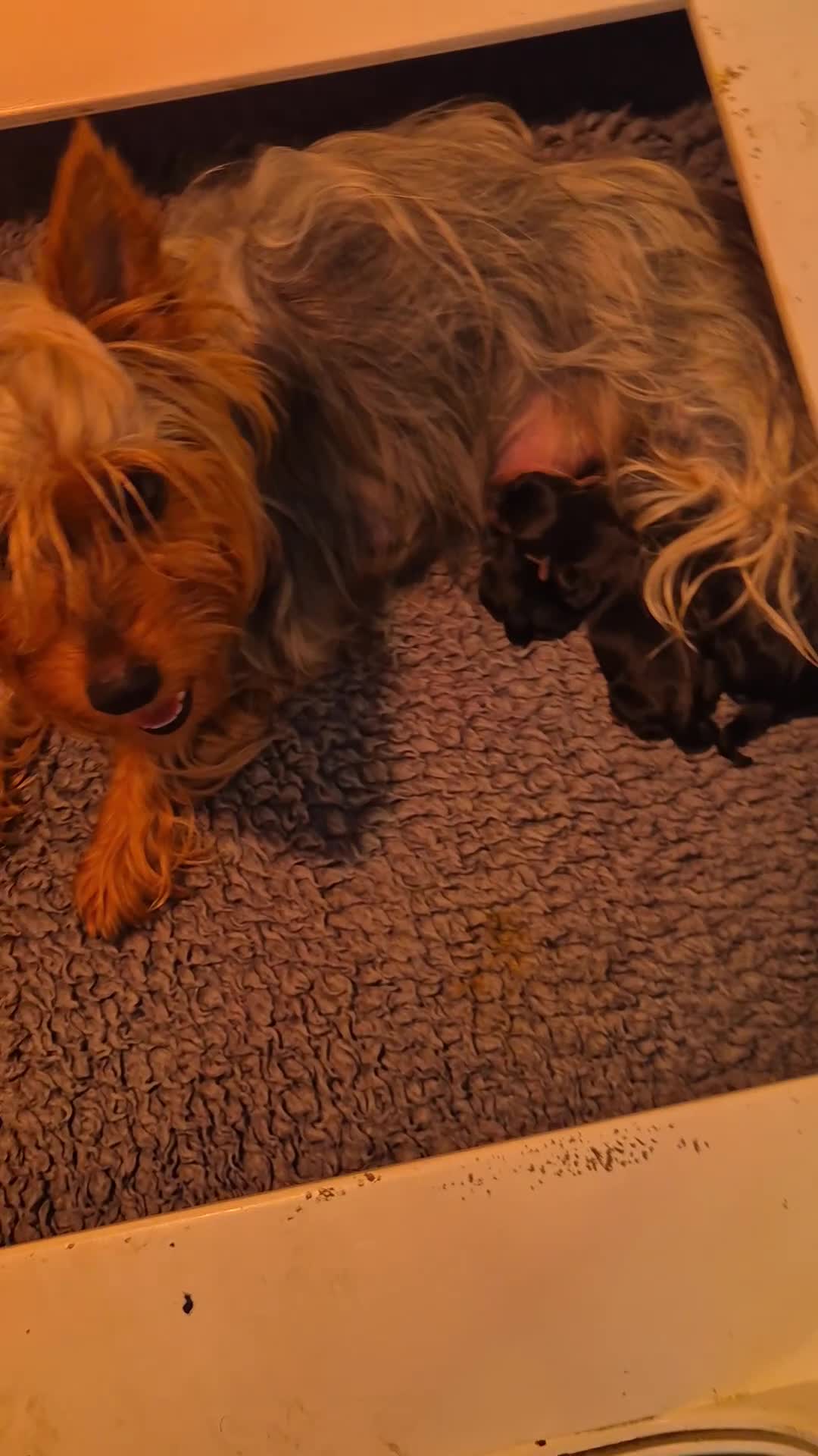 Australische Silky Terriër honden te koop: Austrailian silky terrier pups - Video 1