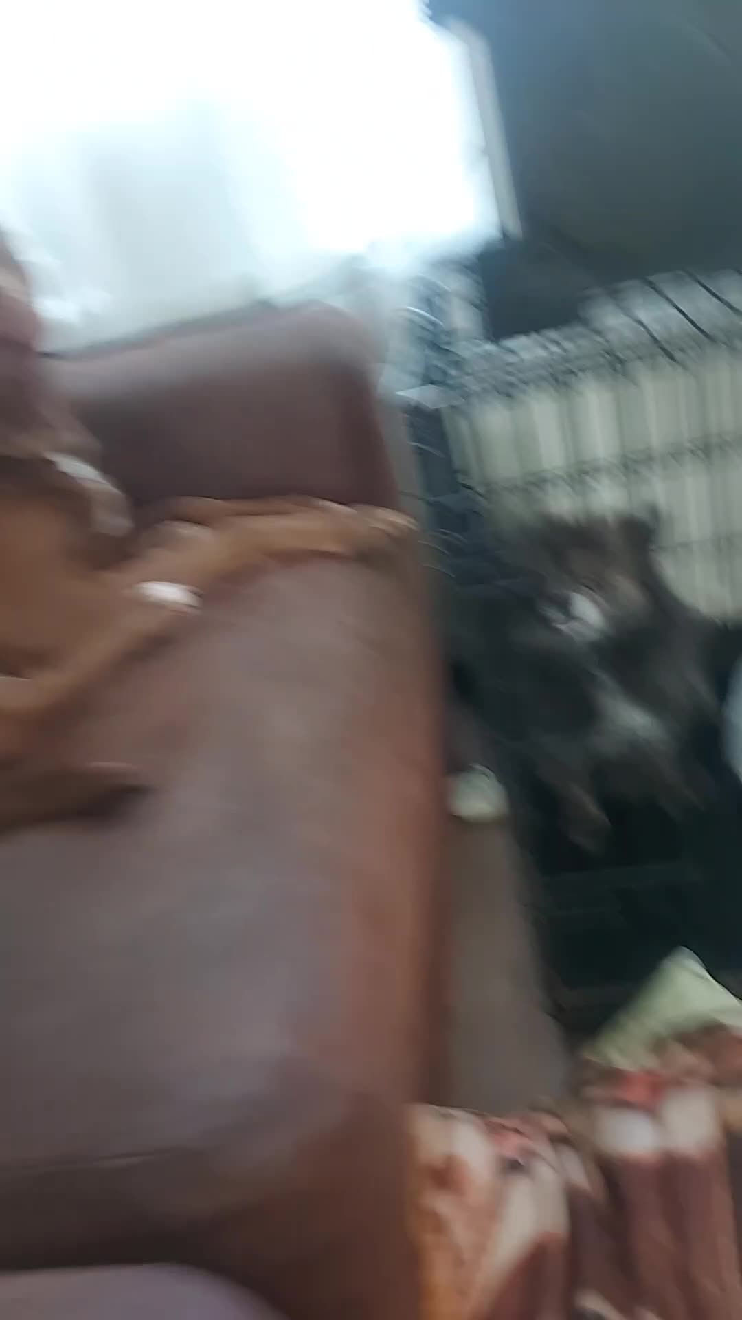 Kruising honden te koop: Prachtige hondjes Gezond chip enting  paspoort  - Video 1