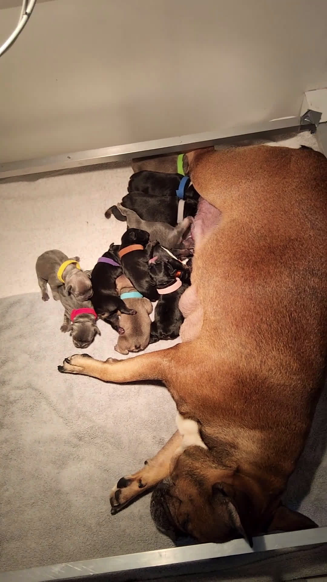 Franse Bulldog honden te koop: Fr bulldog puppy's uit geteste ouders - Video 1