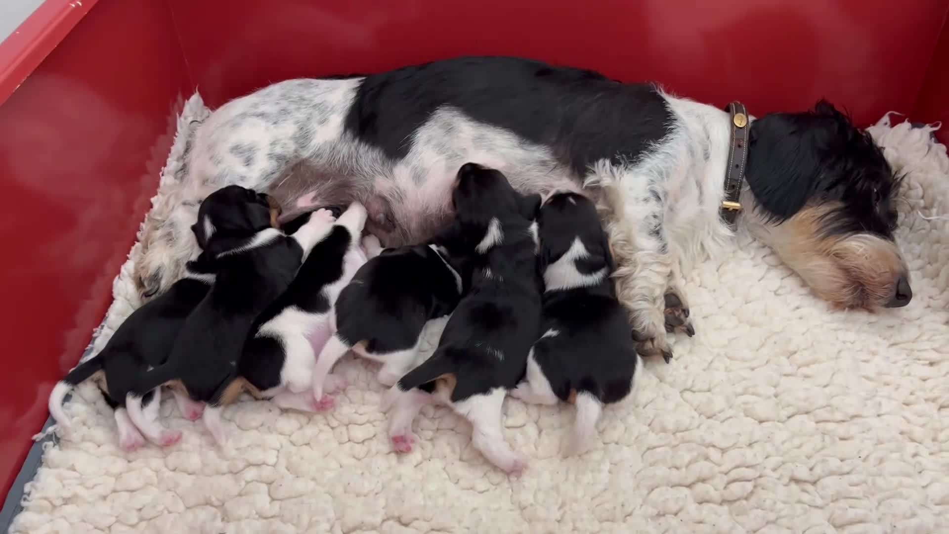 Ruwhaar Teckel honden te koop: Nest Ruwhaar Piebald Dwergteckels - Video 1
