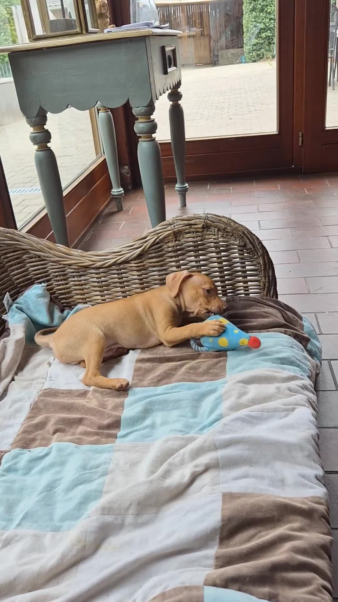 Dwergpinscher honden te koop: Dwergpinschers pups te koop - Video 2