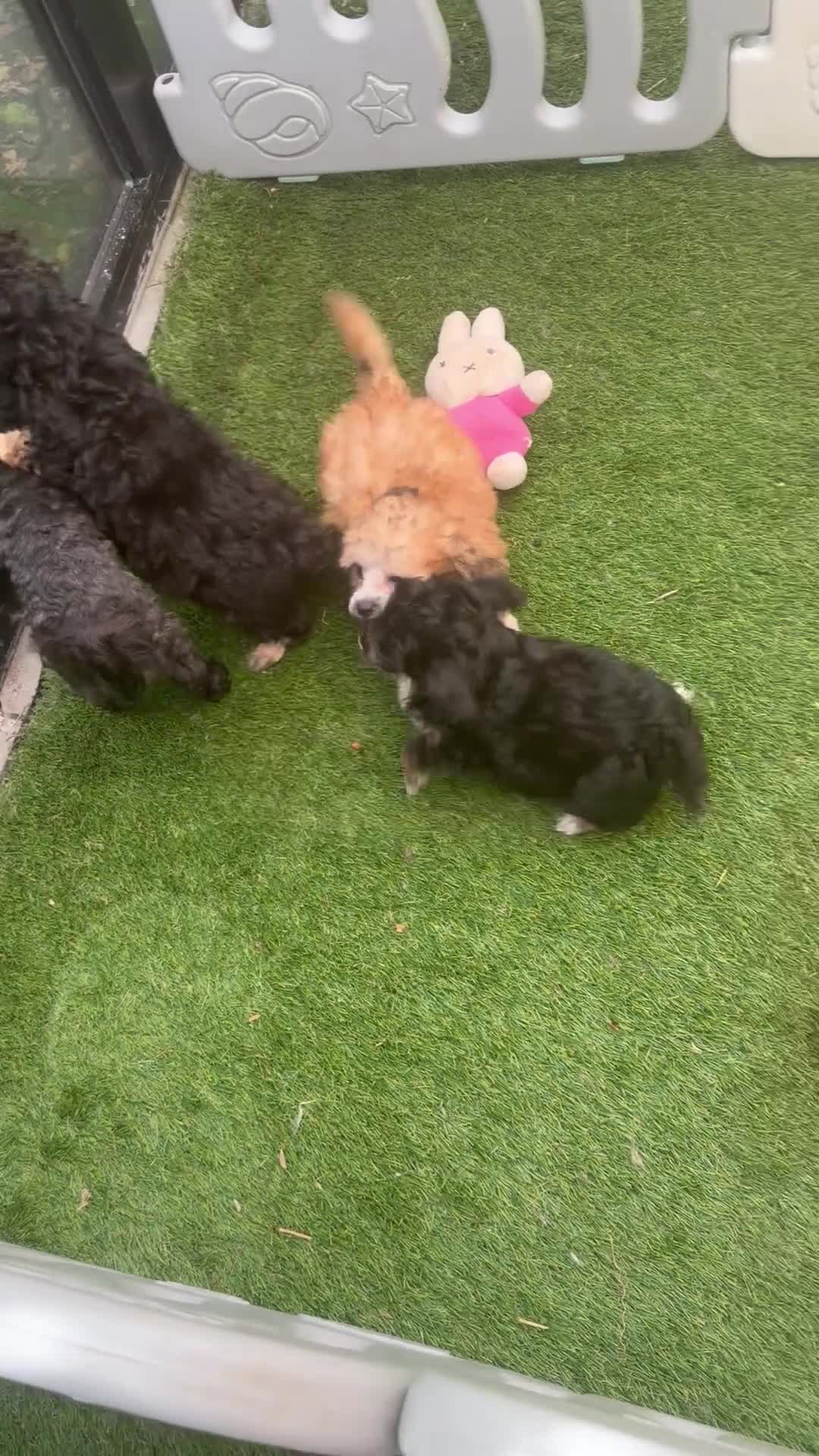 Poedel Toy honden te koop: Drie toy poedel pupjes  - Video 2
