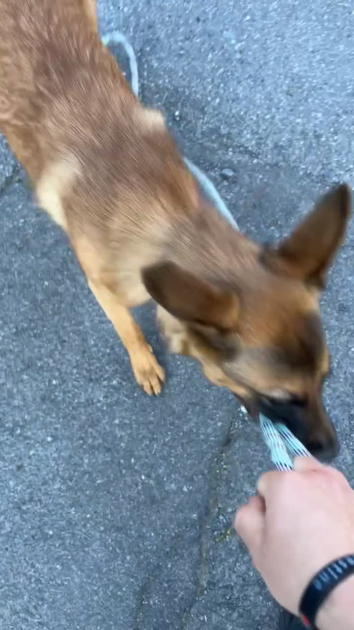 Mechelse Herder honden te koop: Mechelse herder +-6 maanden  in Ritthem - Video 1