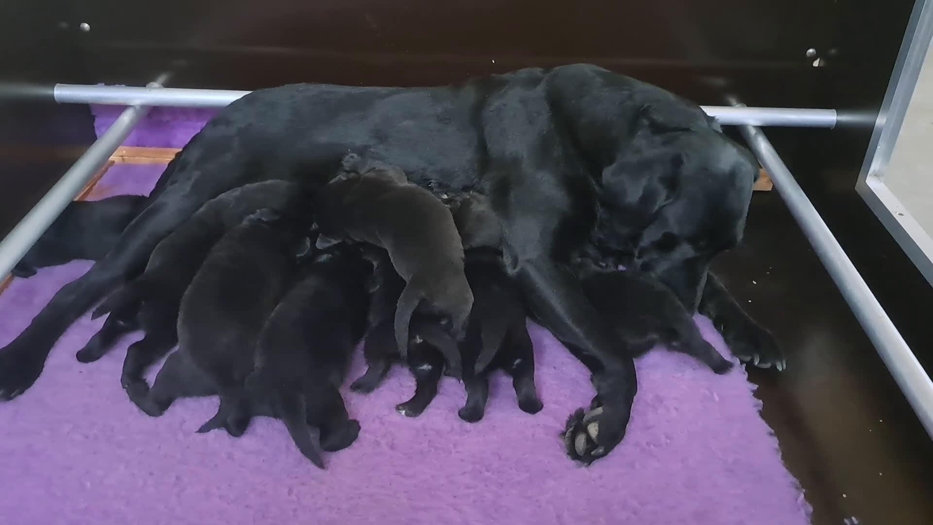 Labrador Retriever honden te koop: Zwarte Field Trial Labradorpups met goede stamboom - Video 1