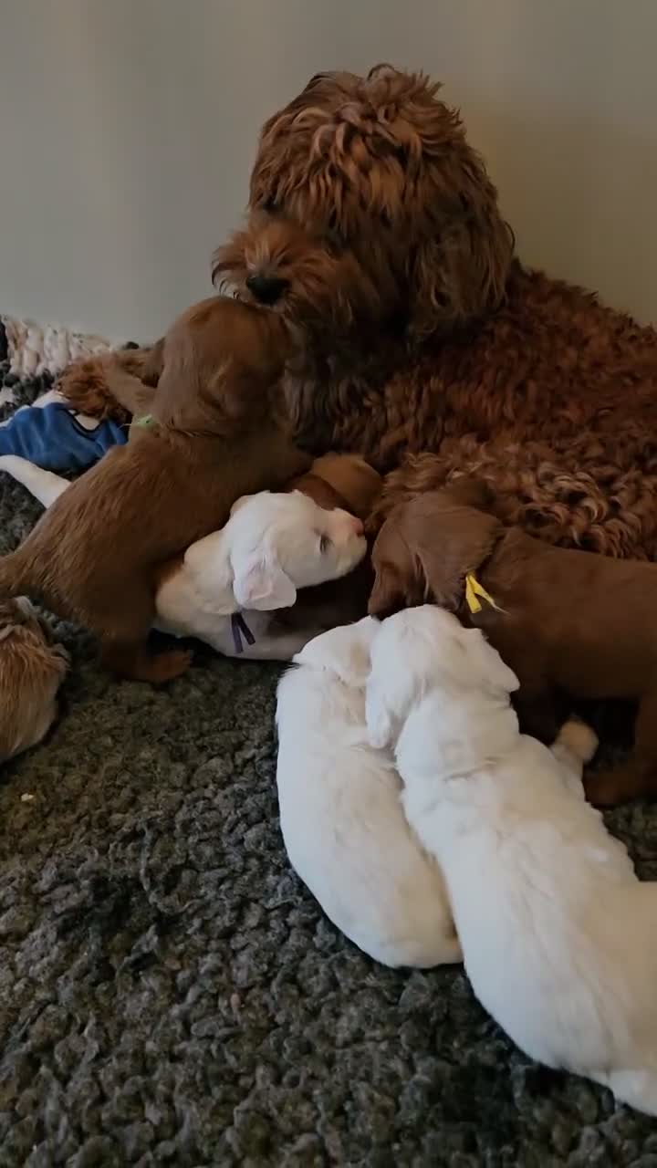 Australian Labradoodle honden te koop: Australian Labradoodle pups met wala stamboom  - Video 1